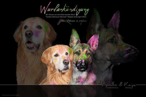 Malinois-Beitrag-Bild