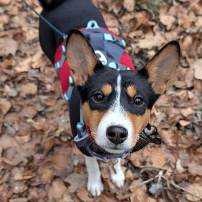 Hundetreffen-Unsere kleine Stella ist auf der Suche nach Welpen- und Junghundefreunden im Raum Köln Dellbrück-Bild