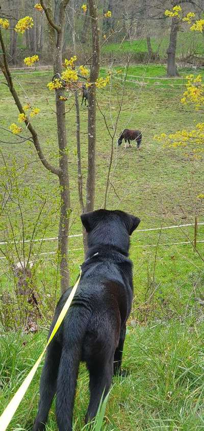 Fotochallenge No. 26                                     Wald und Wiese-Beitrag-Bild