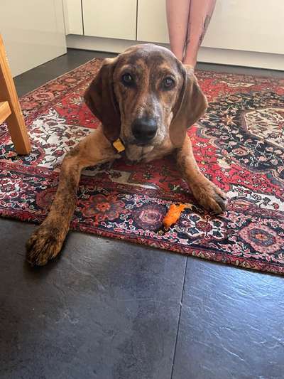 Segugio-Mix-Beitrag-Bild