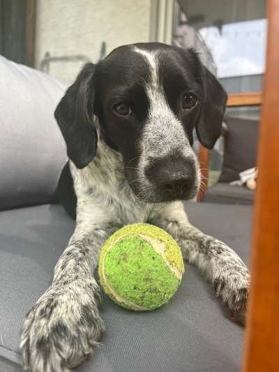 Hundetreffen-Gassi Runde / Spielfreunde für ängstlichen Hund-Bild