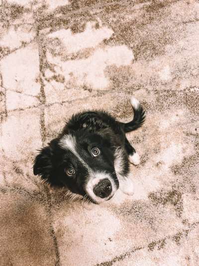 Dogorama Photo Challenge - Hundeblick zum hinschmelzen-Beitrag-Bild