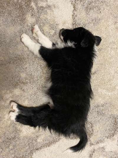 Zeigt mir die lustigsten Schlafpositionen eurer Fellnasen-Beitrag-Bild