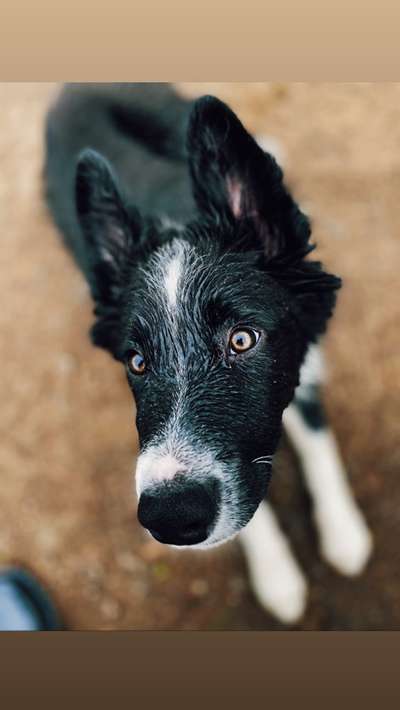 Dogorama-Monats-Challenge-Mai "Wasser"-Beitrag-Bild