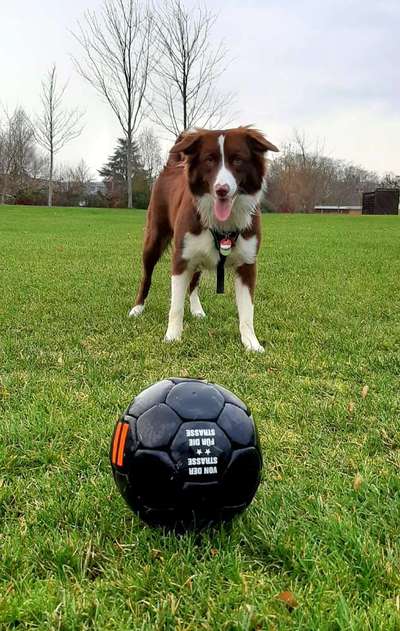 Die Dogorama Monats Challenge "Es grünt und blüht"-Beitrag-Bild