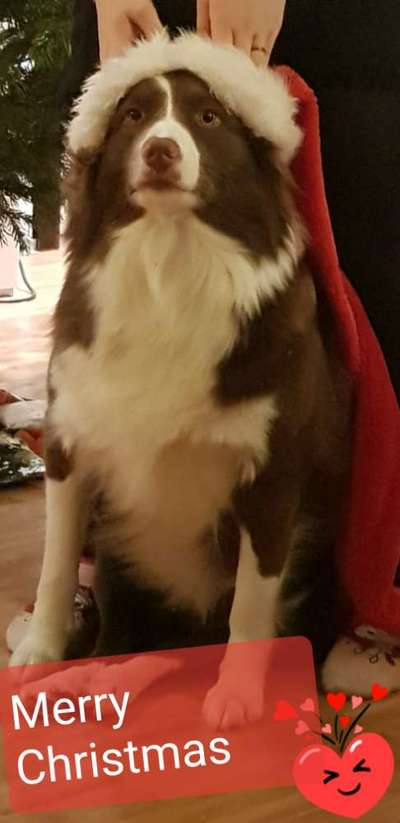 It's beginning to look a lot like.....-Beitrag-Bild