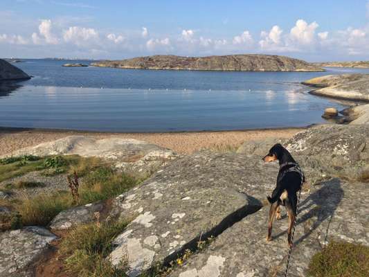 Dogorama-Monats-Challenge-Mai "Wasser"-Beitrag-Bild