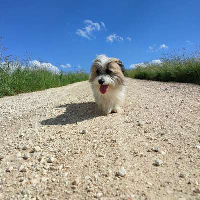 Hundetreffen-Hundetrainer/in-Bild