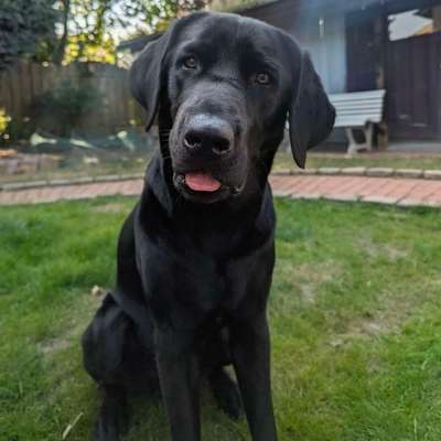 Hundetreffen-Trainingsspaziergang an der Leine-Bild