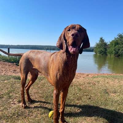Hundetreffen-Spaziergänge mit und ohne Spiel/Training-Bild