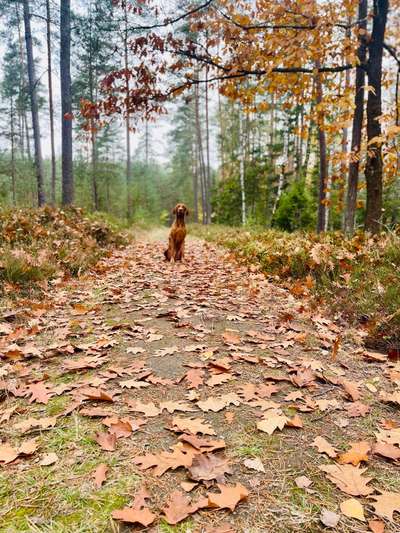 Hundetreffen-Gassirunde/Training/Spielen-Bild