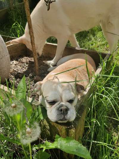 Dogorama Photo Challenge - Hunde in Action-Beitrag-Bild