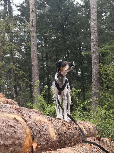 Hundetreffen-Spielgefährten gesucht-Bild