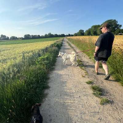 Hundetreffen-Gemeinsames Gassigehen-Bild