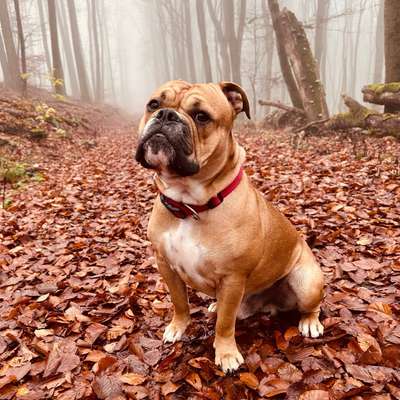 Hundetreffen-Spielgefährten/Gassipartner gesucht in Kelkheim-Bild