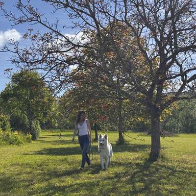 Hundetreffen-🐾 Gemeinsame Gassirunden & neue Hundefreunde gesucht 🐾-Bild