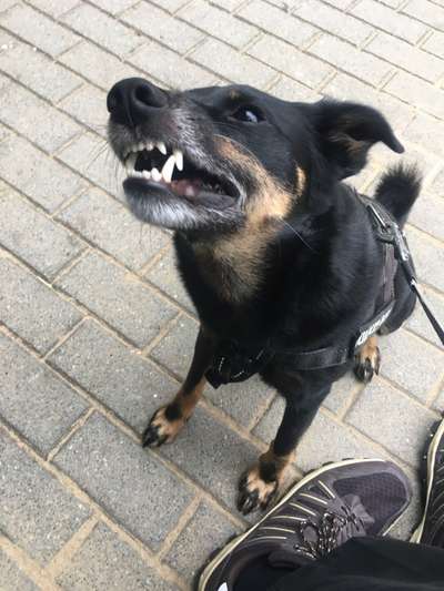 Mischlingshunde Foto Aufruf-Beitrag-Bild