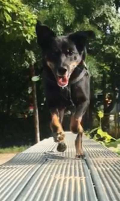 Mischlingshunde Foto Aufruf-Beitrag-Bild