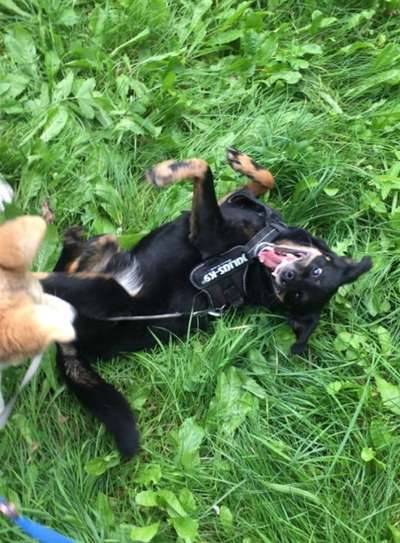 Die Dogorama Wochen Challenge-Beitrag-Bild