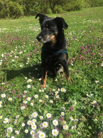 Die Dogorama Monats Challenge "Es grünt und blüht"-Beitrag-Bild