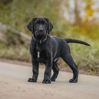 Hundetreffen-Fotos von euch und euren Hunden ☺️-Bild