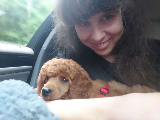 FOTOCHALLENGE 70 - Dein Hund im Auto-Beitrag-Bild