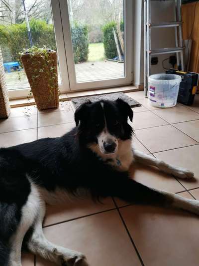 TierschutzhundeStammtisch🐕-Beitrag-Bild