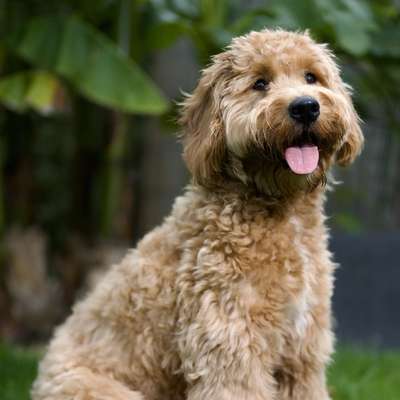 Hundetreffen-Gassi Runde mit Spiel Gelegenheit-Bild