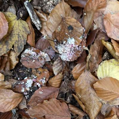 Giftköder-Wahrscheinlich Giftköder-Bild