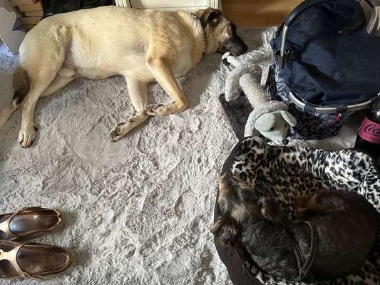 Kangal Fans ! ! ! !-Beitrag-Bild