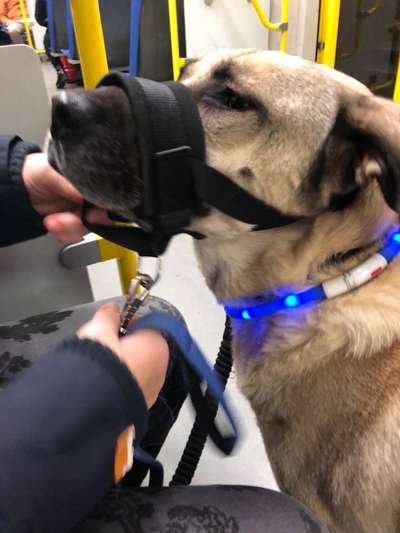 Kangal Fans ! ! ! !-Beitrag-Bild