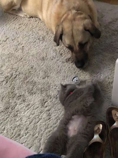 Kangal Fans ! ! ! !-Beitrag-Bild