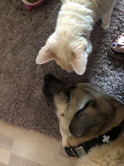 Kangal Fans ! ! ! !-Beitrag-Bild