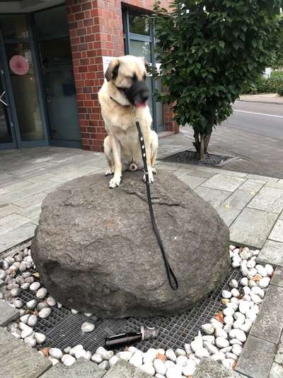 Kangal Fans ! ! ! !-Beitrag-Bild