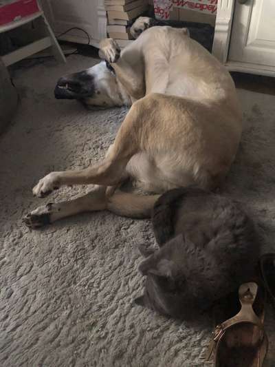 Kangal Fans ! ! ! !-Beitrag-Bild