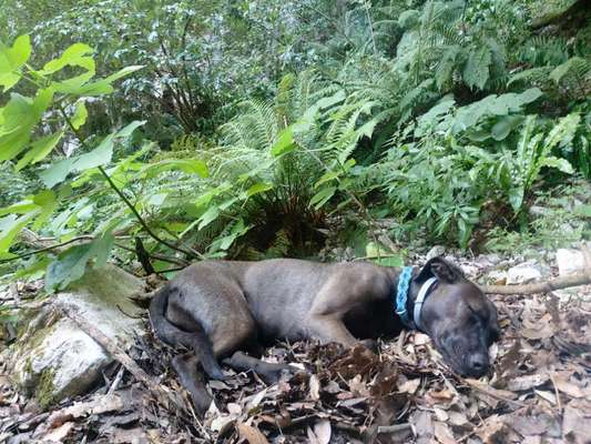 Foto -Challenge  Thema : Dein Hund Im Wald-Beitrag-Bild