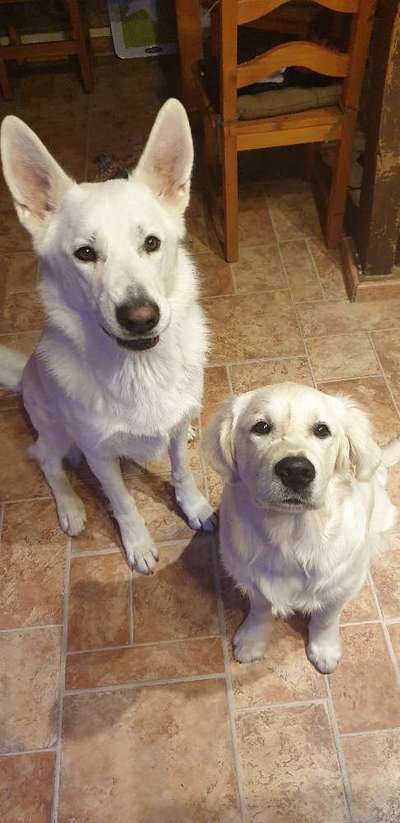 Wo sind die Golden Retriever Liebhaber?-Beitrag-Bild