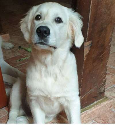 Wo sind die Golden Retriever Liebhaber?-Beitrag-Bild