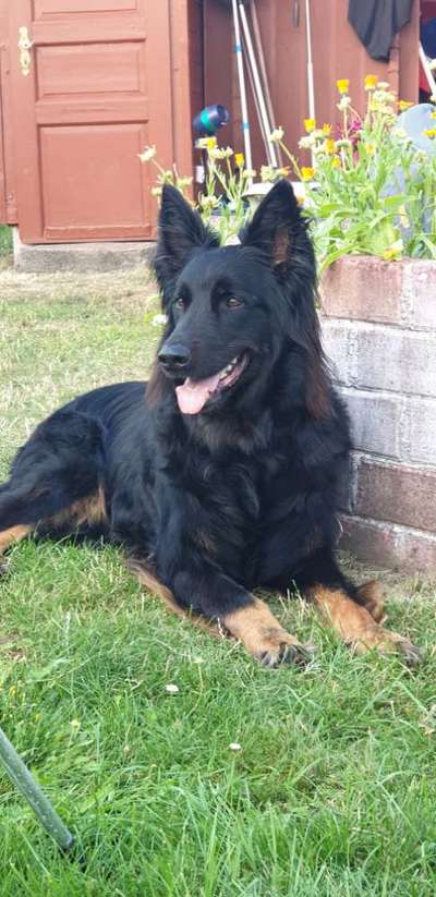 Unsere Fellnasen im Regenbogenland-Beitrag-Bild