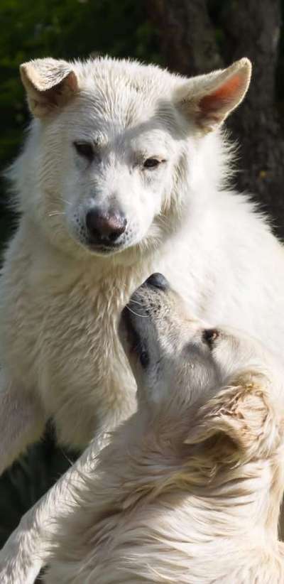 Dogorama Photo Challenge - Spielgesicht-Beitrag-Bild