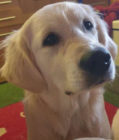 Wo sind die Golden Retriever Liebhaber?-Beitrag-Bild