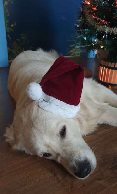 Wo sind die Golden Retriever Liebhaber?-Beitrag-Bild