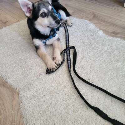 Hundetreffen-Welpen treffen-Bild