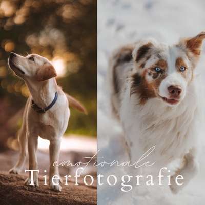 %{de_profession_title}-Ein Fotoshooting mit deinem Liebling-Bild