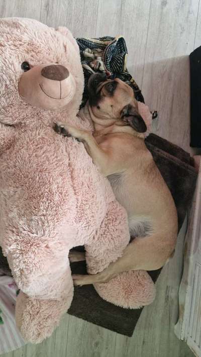 Französische Bulldoggen-Beitrag-Bild