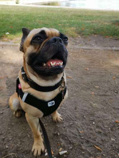 Französische Bulldoggen-Beitrag-Bild