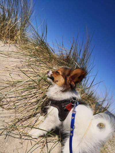 Die Dogorama Kalender Challenge Titelbild-Beitrag-Bild