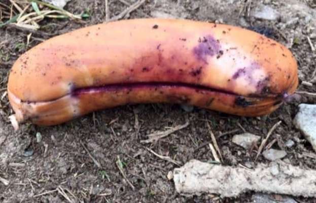 Giftköder-Giftköder-Bild