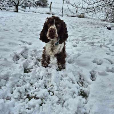 Hundetreffen-Spiel und Tobfreunde gesucht-Bild