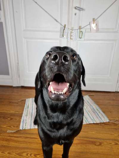 Hundetreffen-Gemeinsame Gassirunden-Bild